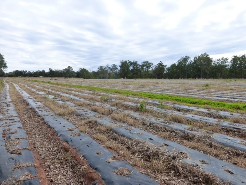 Neerdie QLD 4570