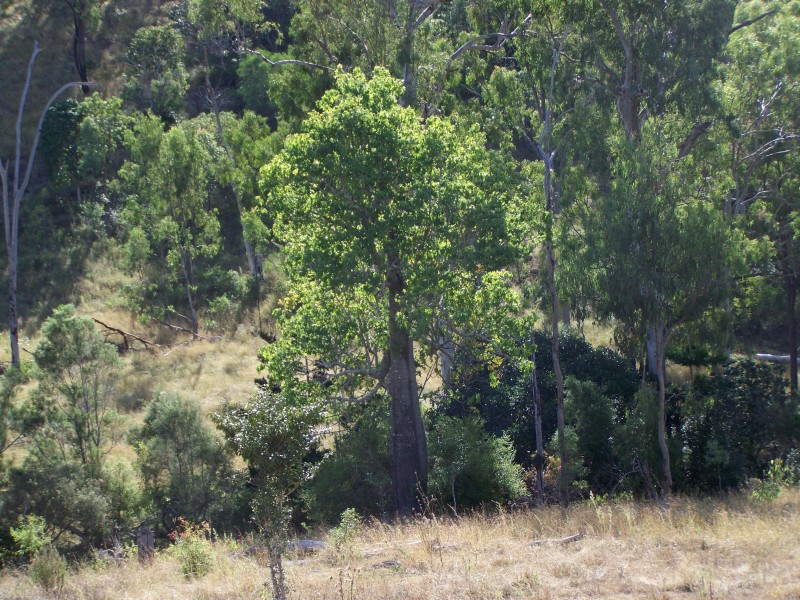 Brooweena QLD 4620