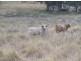 Goomeri QLD 4601