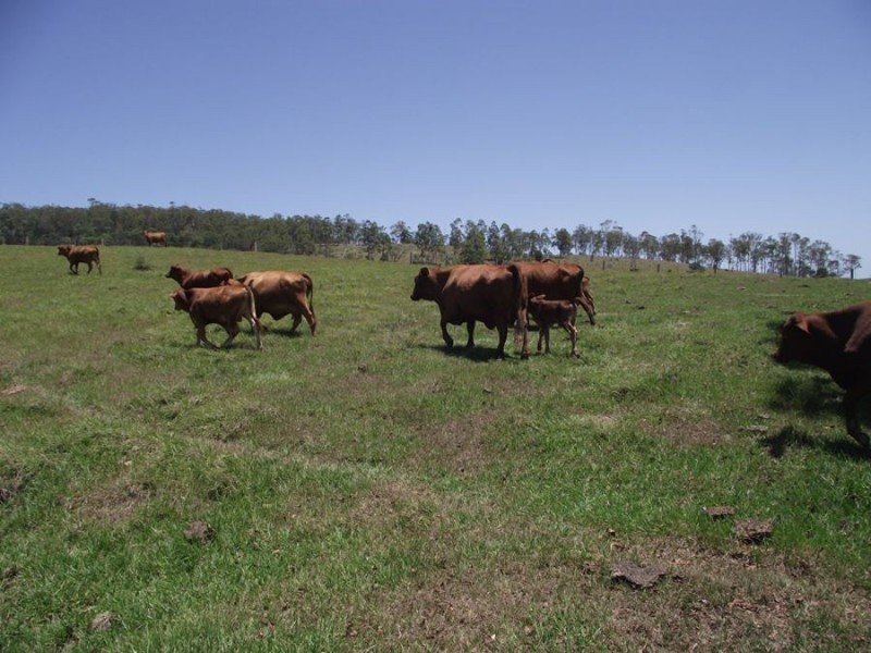 Bauple QLD 4650