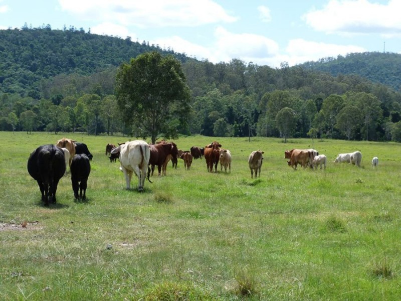 Gootchie QLD 4650