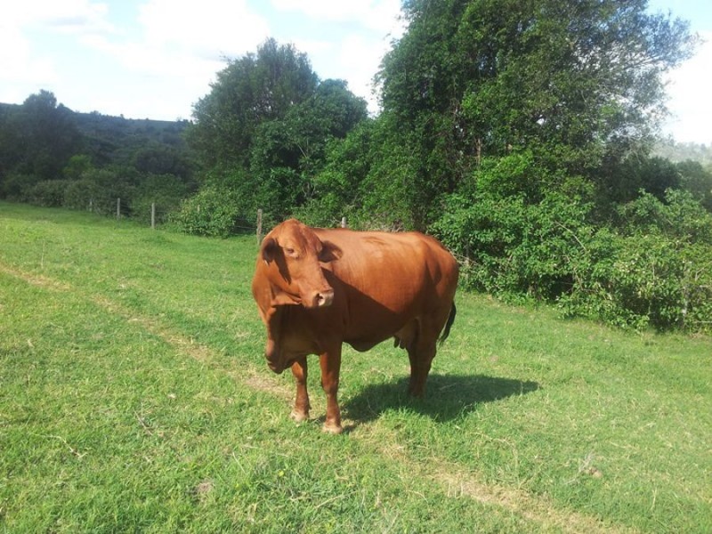 Marys Creek QLD 4570