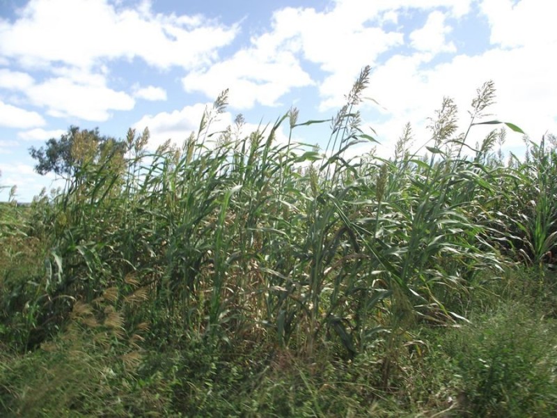 Silver Perch Road, Barambah QLD 4601