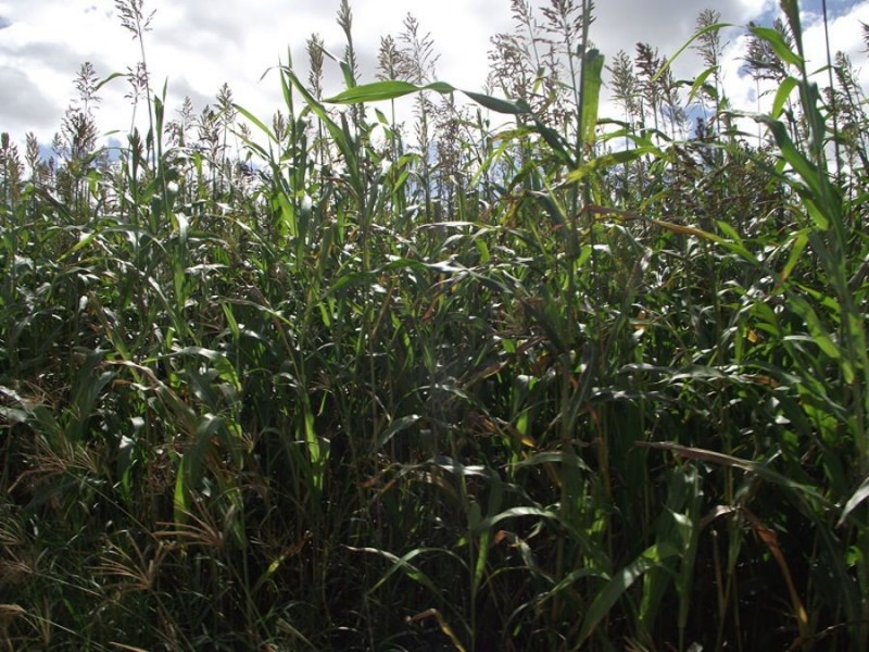 Silver Perch Road, Barambah QLD 4601