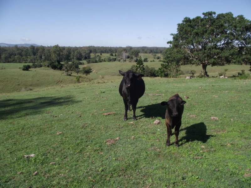 583 Blowers Road, Munna Creek QLD 4570