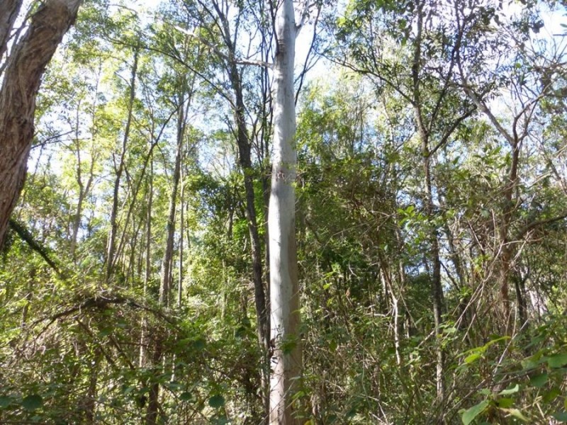 Bells Bridge QLD 4570