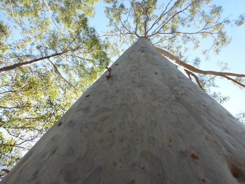 Bells Bridge QLD 4570