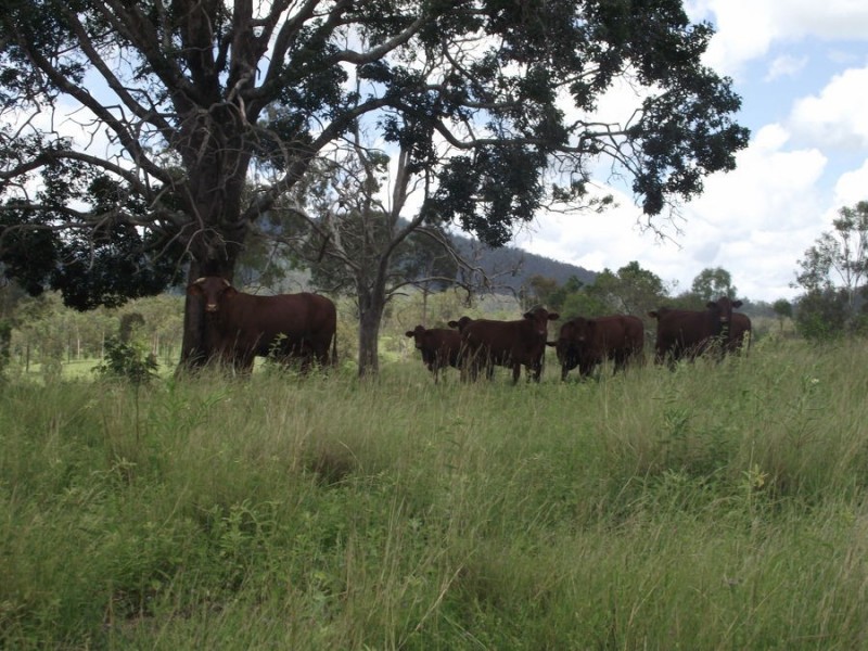 1580 Woolooga Road, Glastonbury QLD 4570