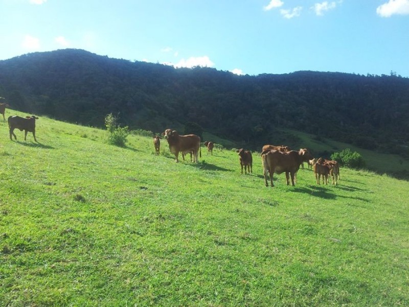 400 Mary’s Creek Road, Marys Creek QLD 4570