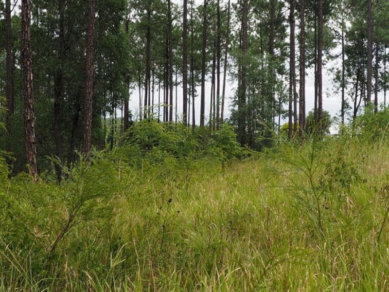 Lot 118 Arborfive Road, Glenwood QLD 4570