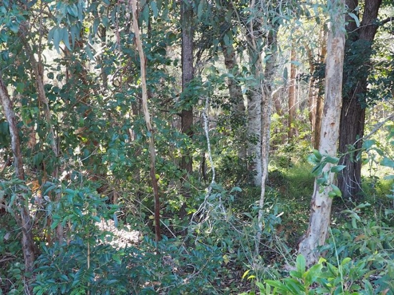 Lot 85 Mahogany Road, Talegalla Weir QLD 4650