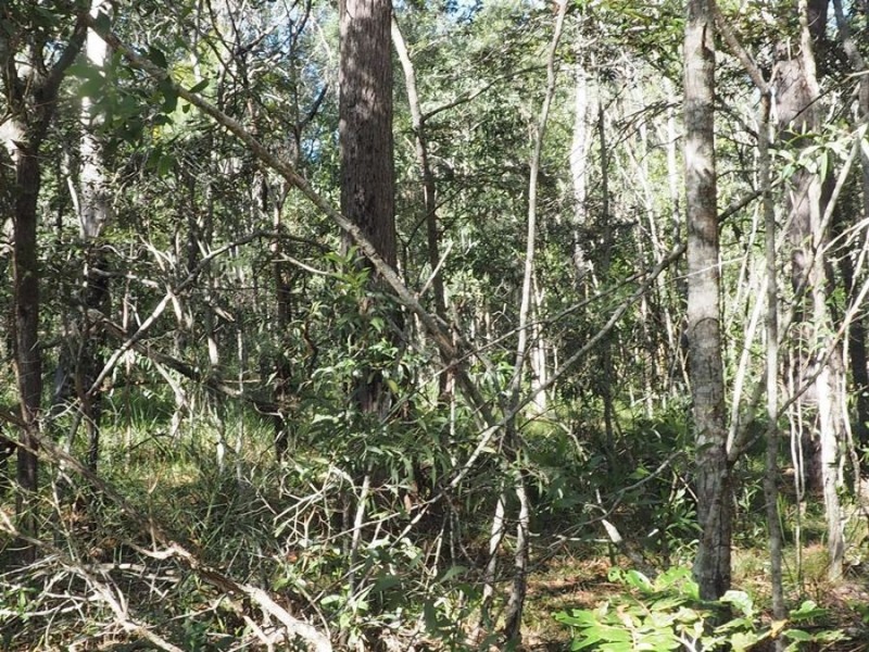 Lot 85 Mahogany Road, Talegalla Weir QLD 4650