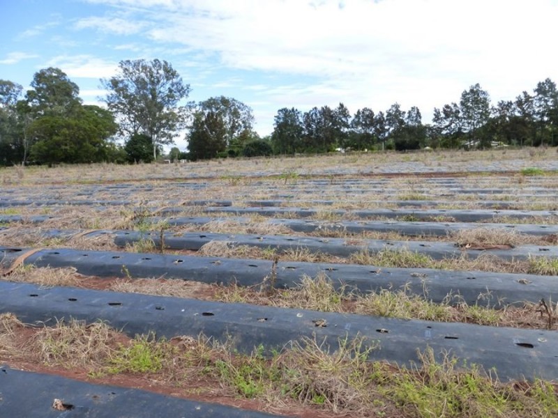 Lot 3 Anderleigh Road, Neerdie QLD 4570