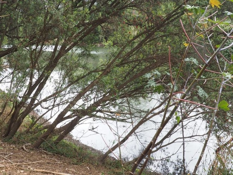 210 Caulleys Road, Paterson QLD 4570