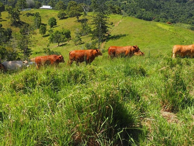 Lot 5 Cedar Pocket Road, Cedar Pocket QLD 4570