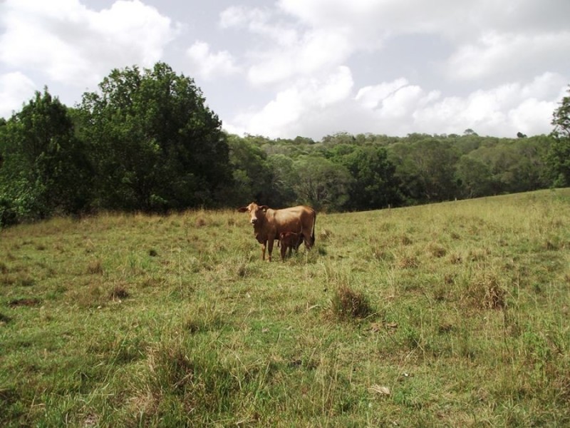 121 Horton Road, Chatsworth QLD 4570