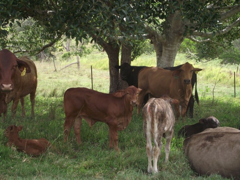 121 Horton Road, Chatsworth QLD 4570