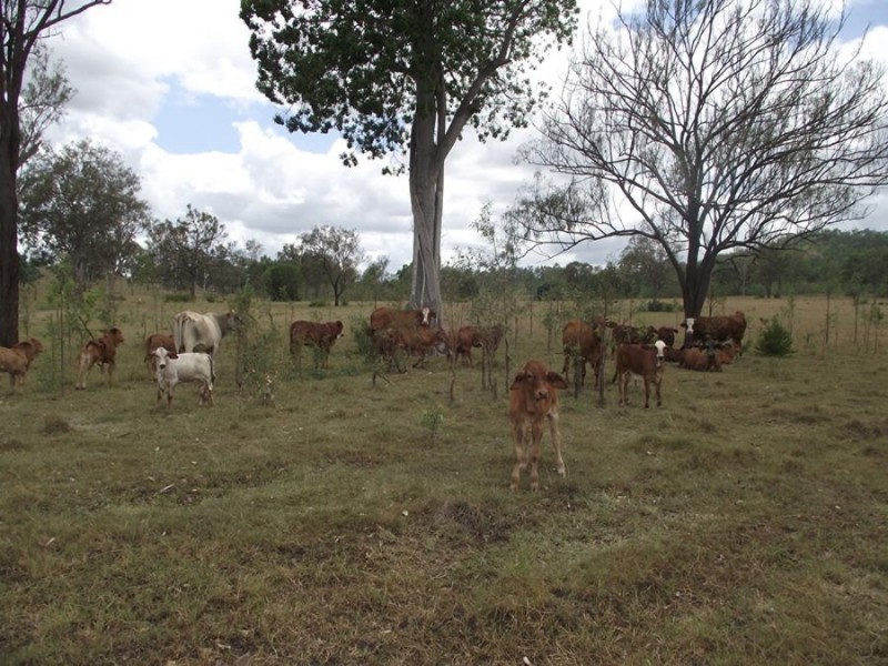 124 Thunder Creek Road, Calgoa QLD 4570