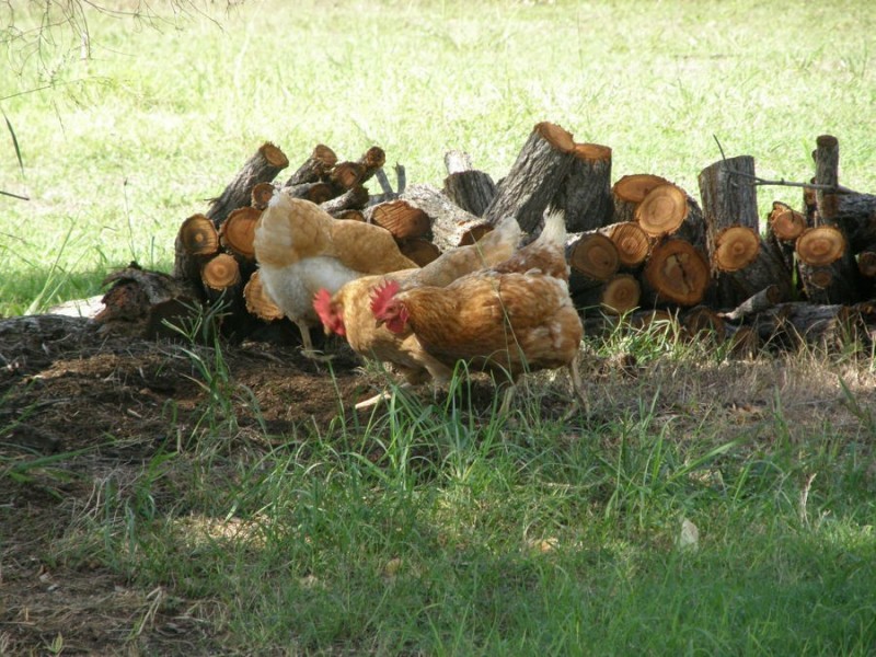 Lower Wonga QLD 4570