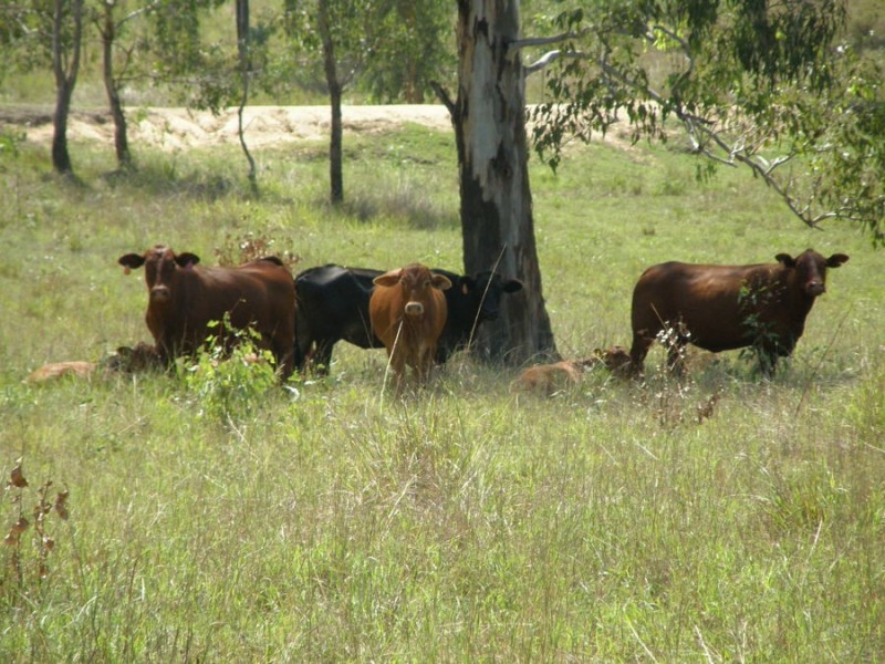 Lower Wonga QLD 4570