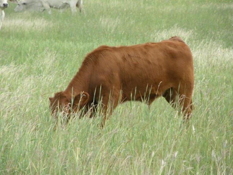 Biggenden QLD 4621