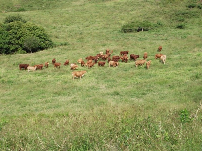 990 & 1020 Mary Valley Road, Gilldora QLD 4570