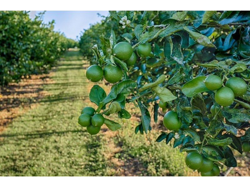 49 Blackgate Road, Amamoor QLD 4570