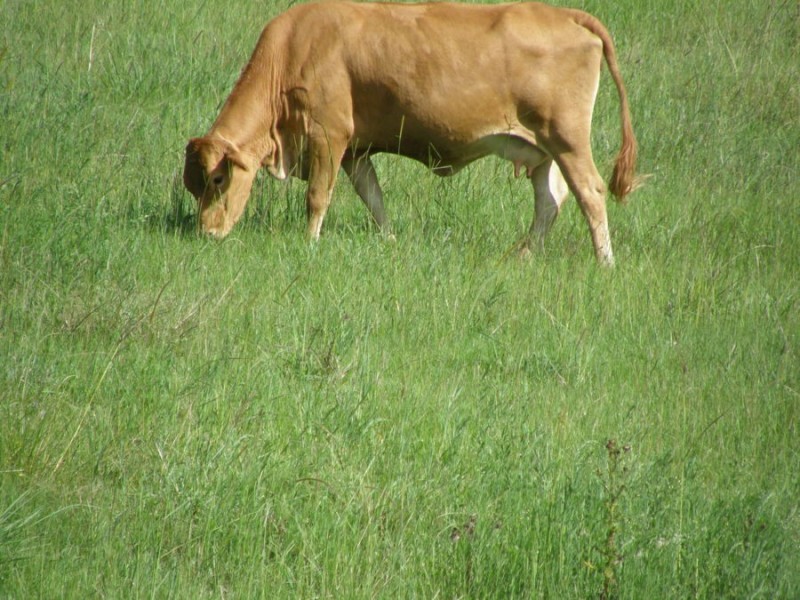 1546 Tin Can Bay Road, Goomboorian QLD 4570