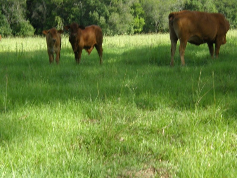 1546 Tin Can Bay Road, Goomboorian QLD 4570