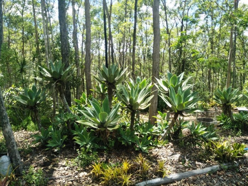 102 Penny Road, East Deep Creek QLD 4570