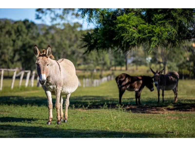 Glastonbury QLD 4570