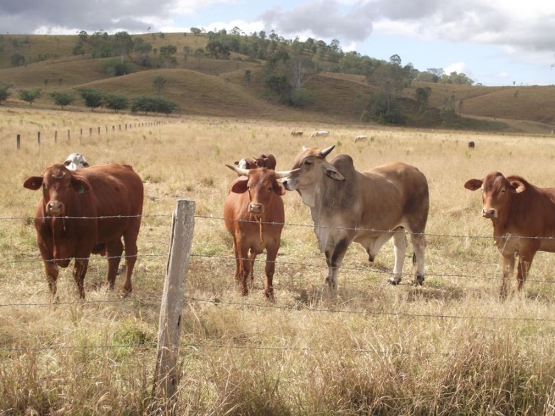 Lower Wonga QLD 4570