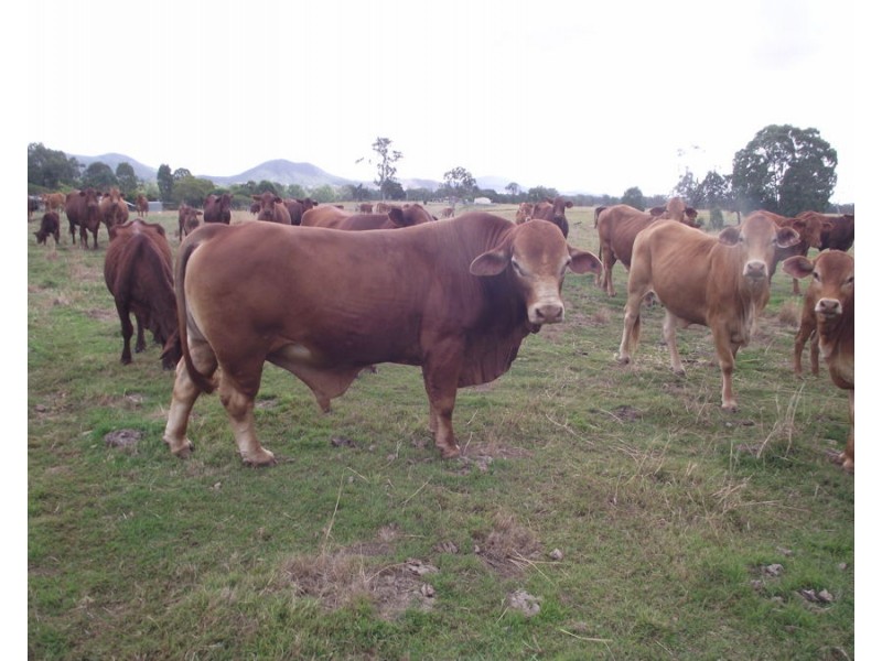 Widgee QLD 4570