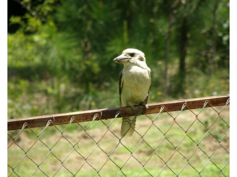 90 Rocky Ridge Road, Veteran QLD 4570