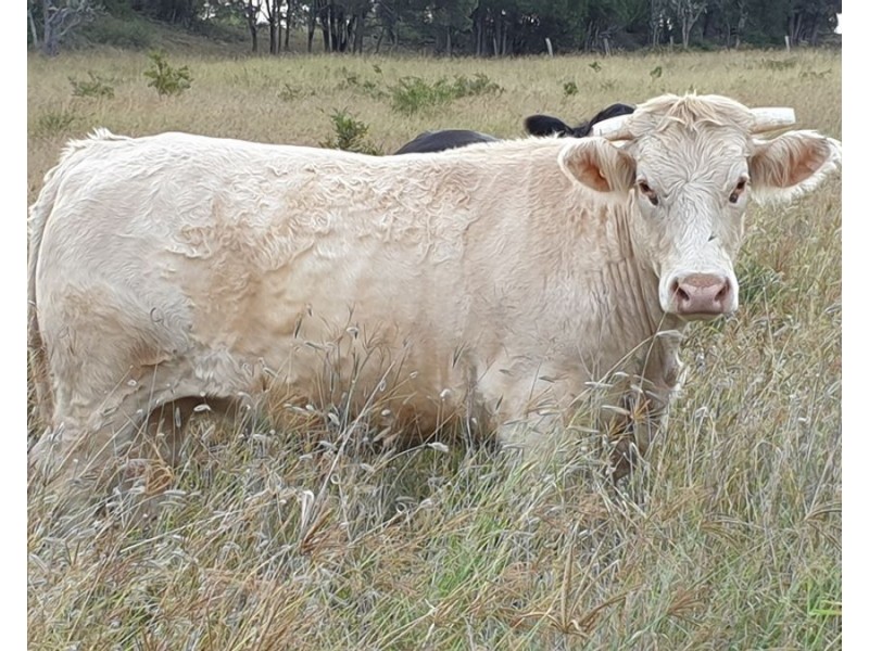 1496 Murgon Gayndah Road, Cloyna QLD 4605