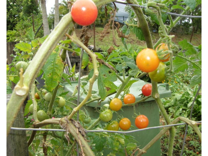 330 Arborfive Road, Glenwood QLD 4570