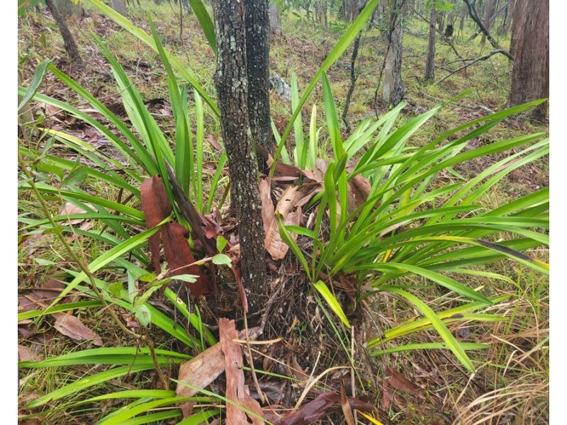 85 Counter Road, Wolvi QLD 4570