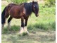Anderleigh QLD 4570