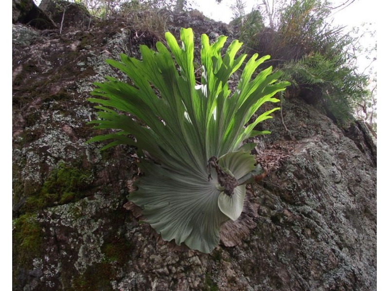 Stegemann Road, Upper Glastonbury QLD 4570