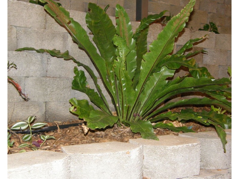 10 Leddy Court, Moffatdale QLD 4605