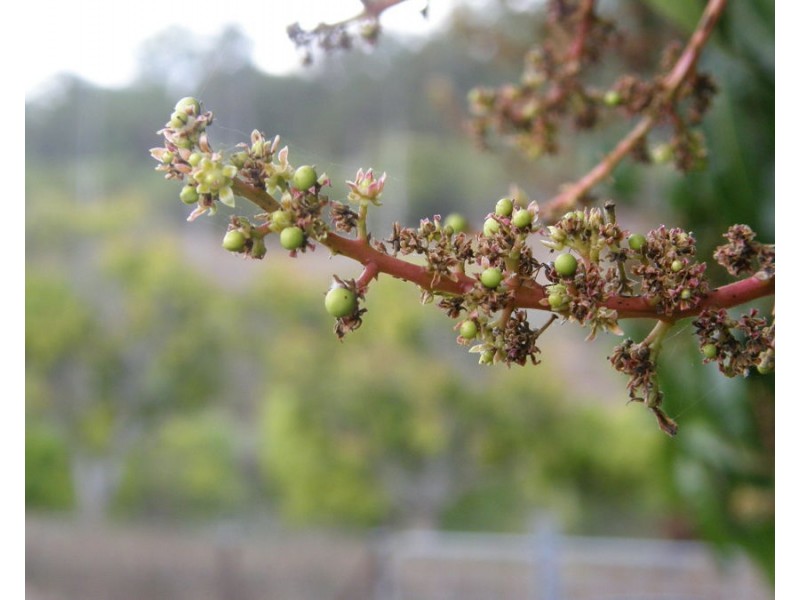 212 Stottenville Road, Bauple QLD 4650