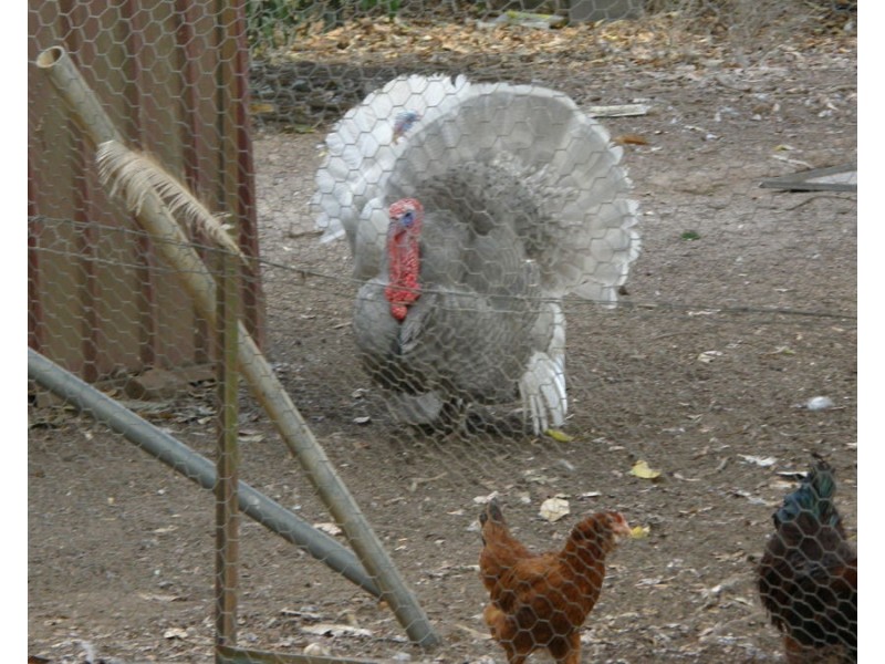 212 Stottenville Road, Bauple QLD 4650