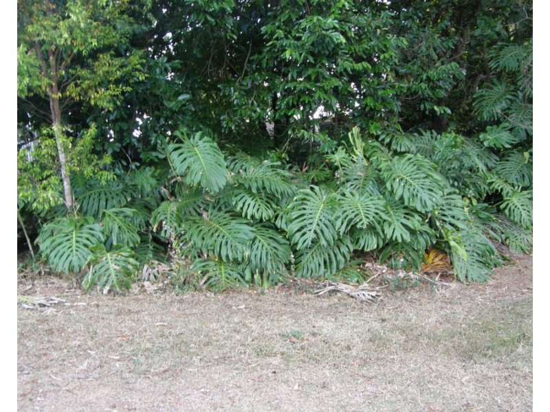 212 Stottenville Road, Bauple QLD 4650