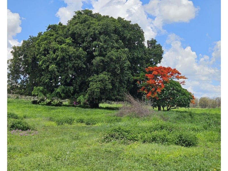 308 Bellottis Road, Tablelands QLD 4605