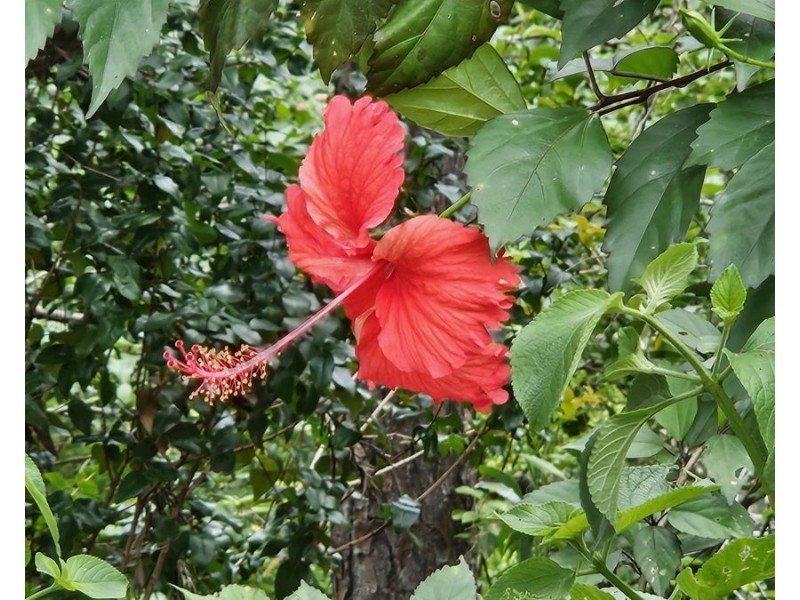 Lot 8 Arborone Rd, Glenwood QLD 4570