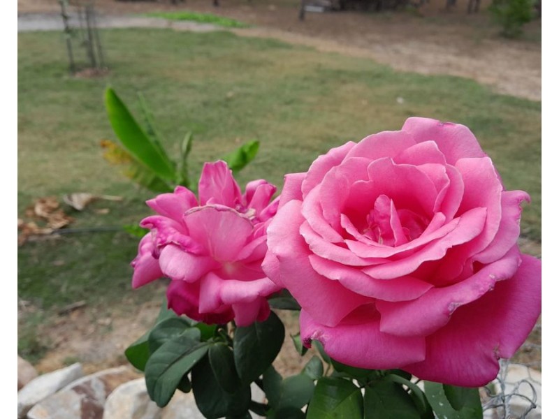 40 Arborseven Road, Glenwood QLD 4570