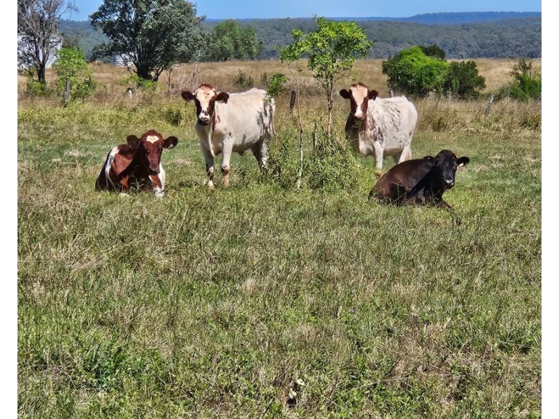 Mp Creek QLD 4606