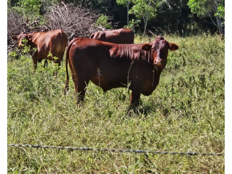 Mp Creek QLD 4606