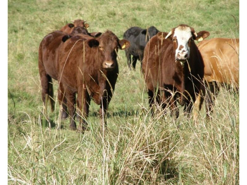 Lot 31 Musavale Road, Eerwah Vale QLD 4562