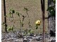 Tansey QLD 4601